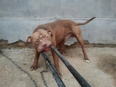 这几种狗不简单，有一个霸气的名字，世界三大攻击犬！